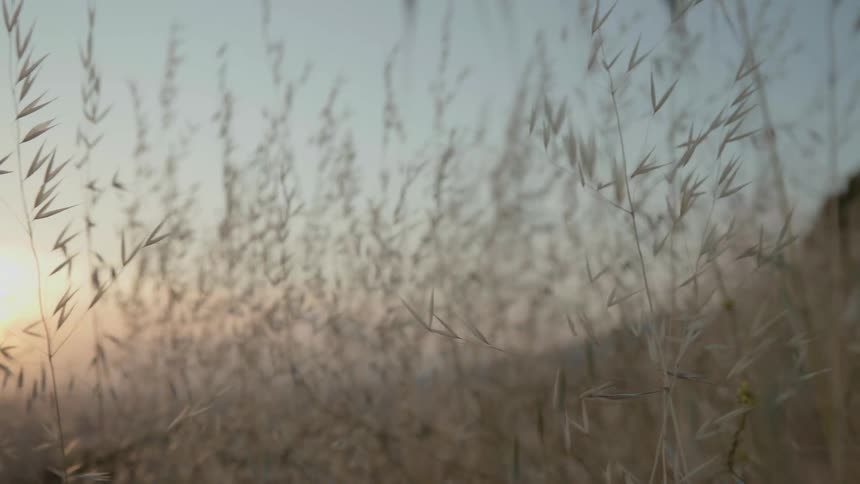 Wheat grass bristles in the wind