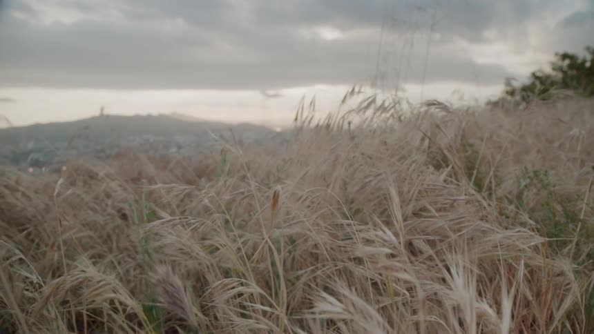 Grass covers the hill