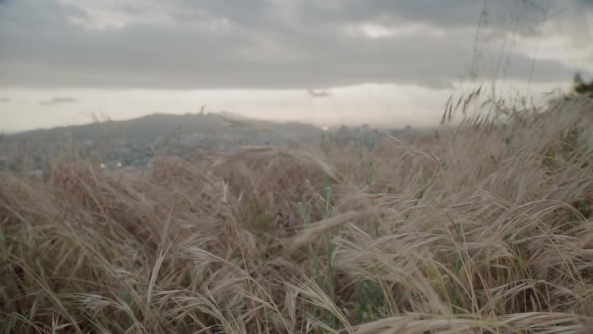 Grass and weeds are growing on a hill on a cloudy day