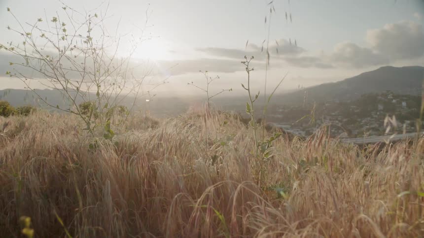 The sun shines over a grassy field