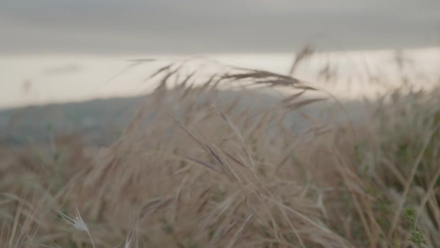 The wind is blowing the yellow grass