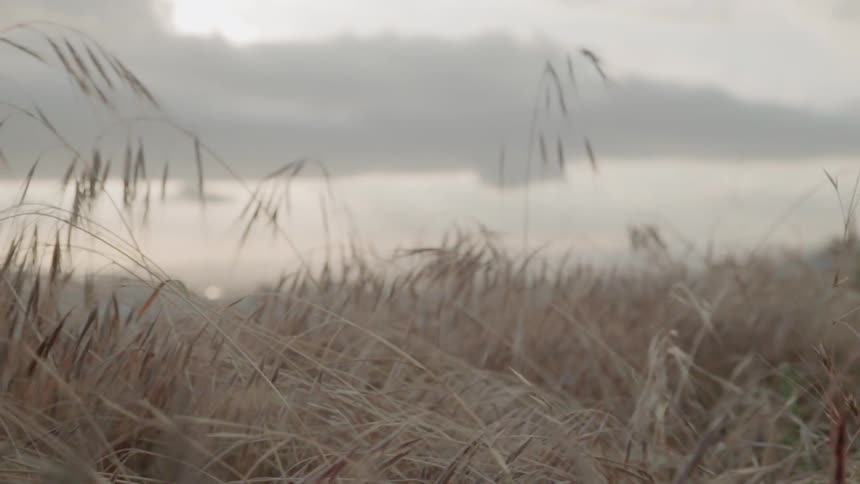 Tall grass on shore on a cloudy day