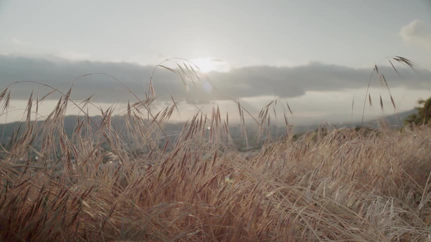 Wheat grass bristles in the wind