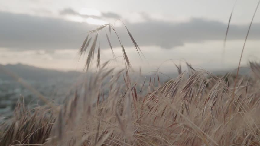 Tall grass on the hill blows in the wind on a cloudy day