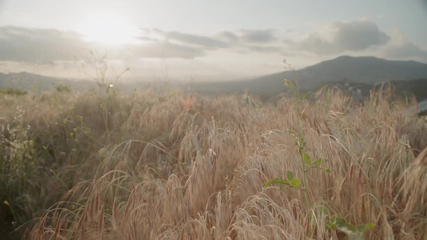 The sun sets over a grassy field