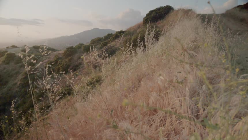 Wind blows through grass at sunset