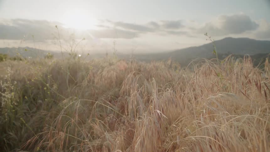 Sunlight shines on a grassy field