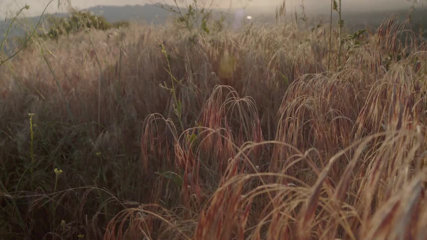 Sunlight shines on a grassy field