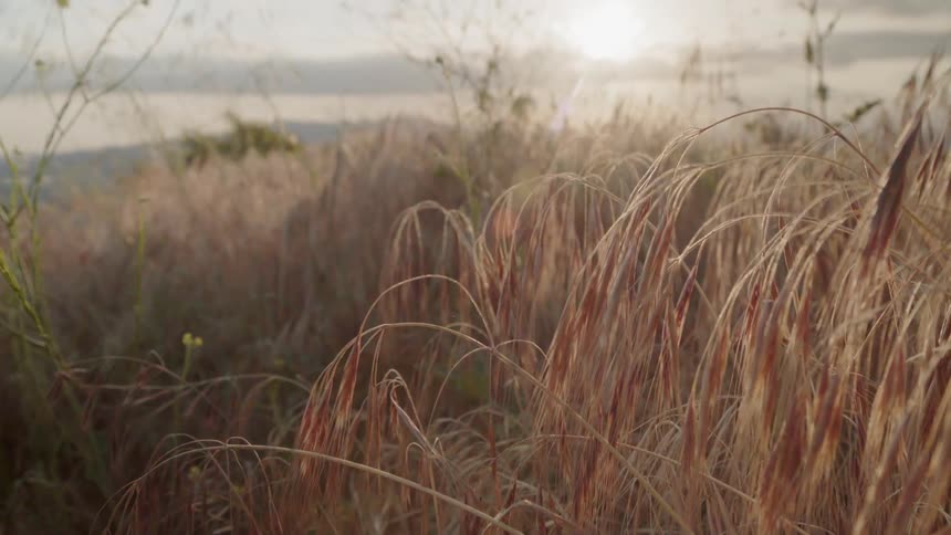 Sunlight shines on a grassy field
