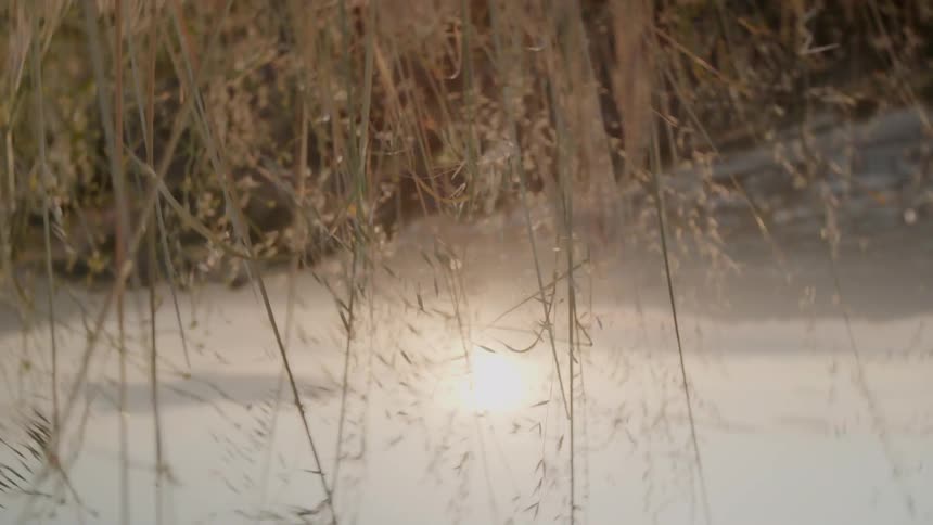 The long yellow grass blows in the wind as things spin