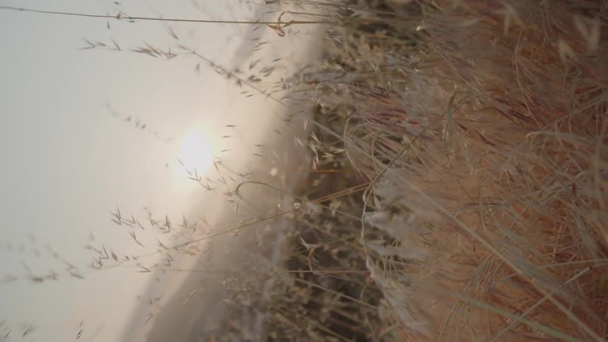 Wheat grass blows in the breeze