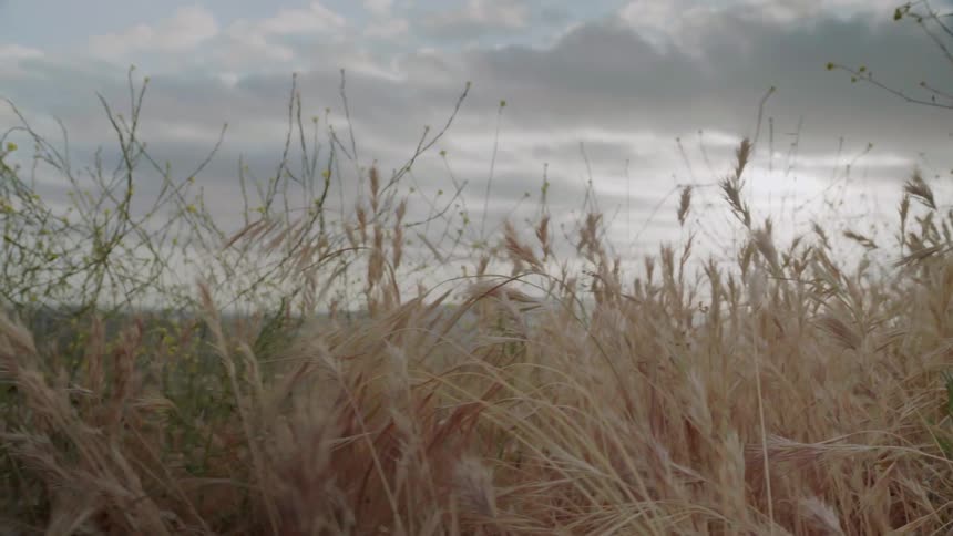 Clouds float above a grassy field