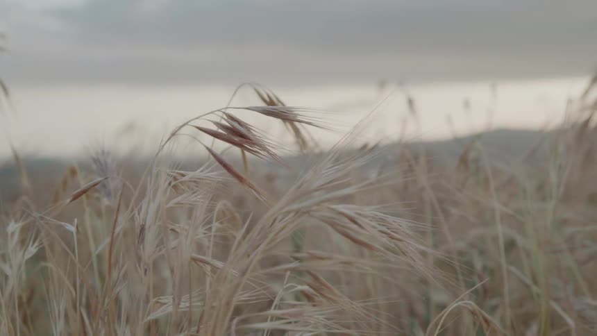 Tall dry blades of grass in a field on a cloudy day