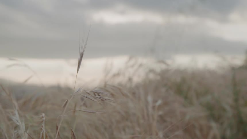 Grass and weeds are growing on a hill on a cloudy day