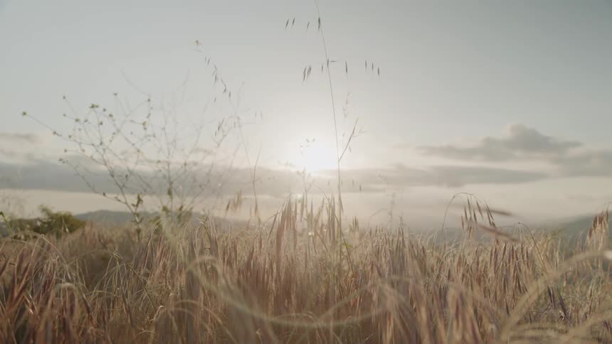 The sun is peeking through clouds beyond a weed-covered hill in the afternoon