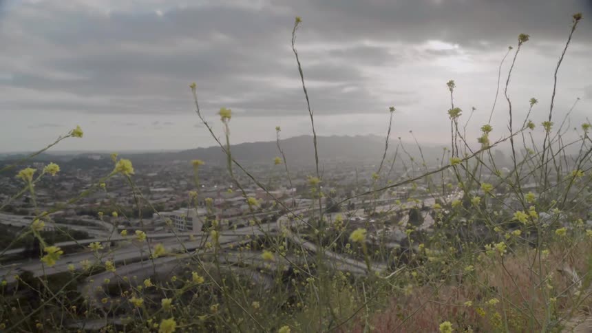 Weeds sway in the breeze on the hills outside an urban valley on a cloudy day