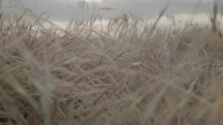 Grass grows in a field at sunset