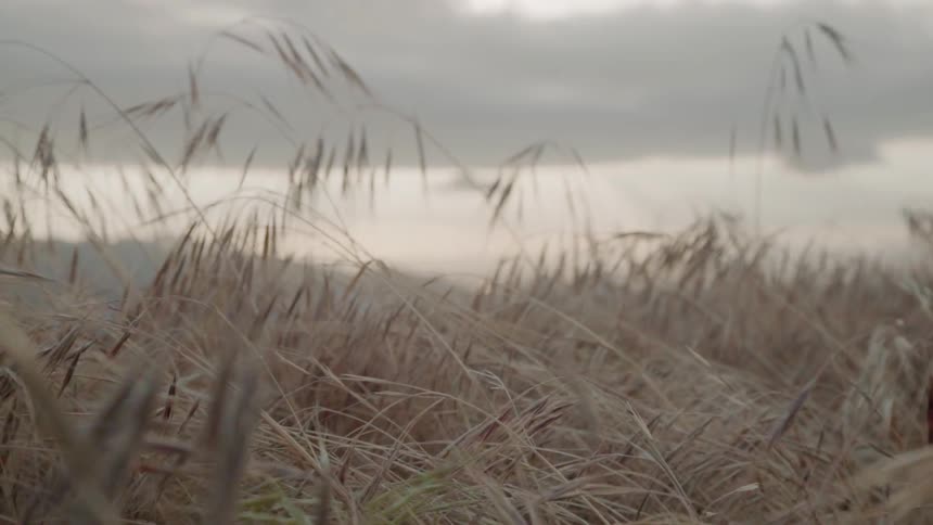 The heavy clouds roll over the dead field