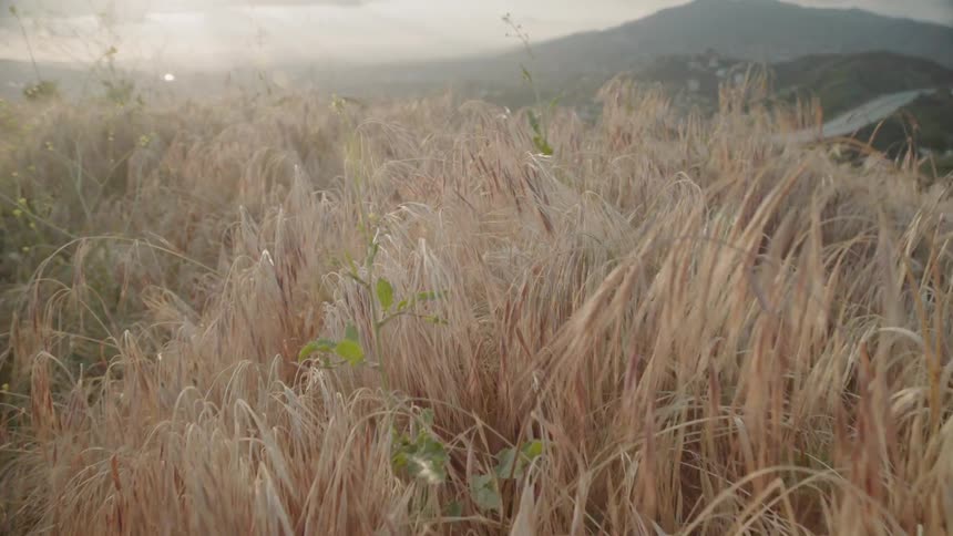 Grass and plants cover the top of the hill