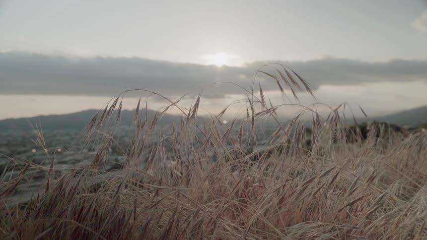 Grass grows in a field at sunset