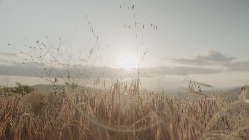 Sunlight shines on a grassy field