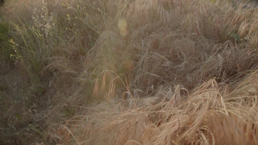 Sunlight shines on a grassy field