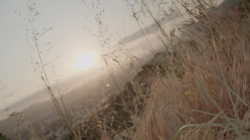 Grass and weeds are swaying in the breeze as the sun begins to set