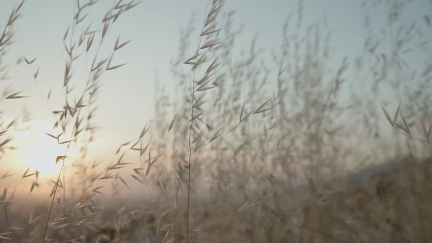 Grass and weeds are swaying in the breeze as the sun begins to set