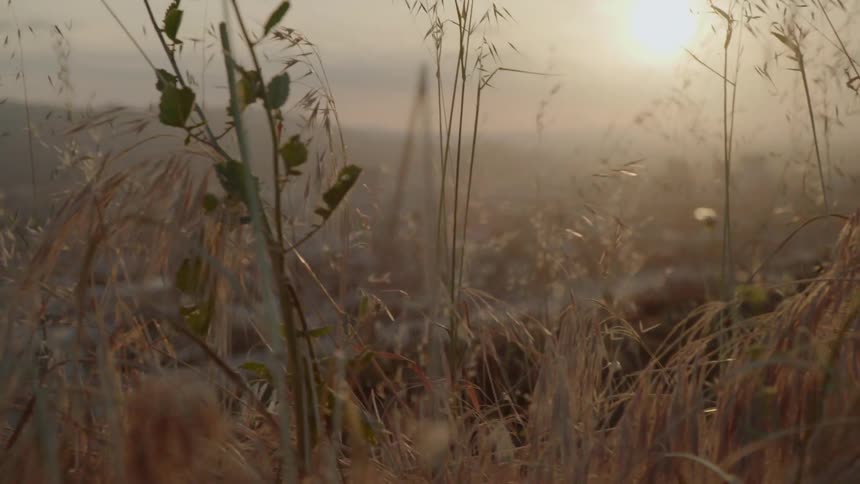 Grass and shrubs on top of a hill sway in the breeze