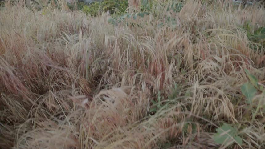 The tall yellow grass is blowing in the wind