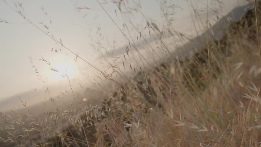 Grass on a hill blows in the wind
