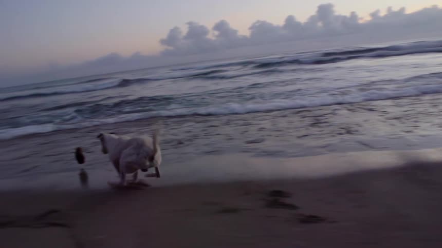 A dog running on the beach and chasing a toy into the surf