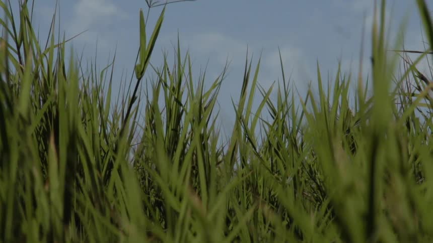 Tall grass under a cloudy sky