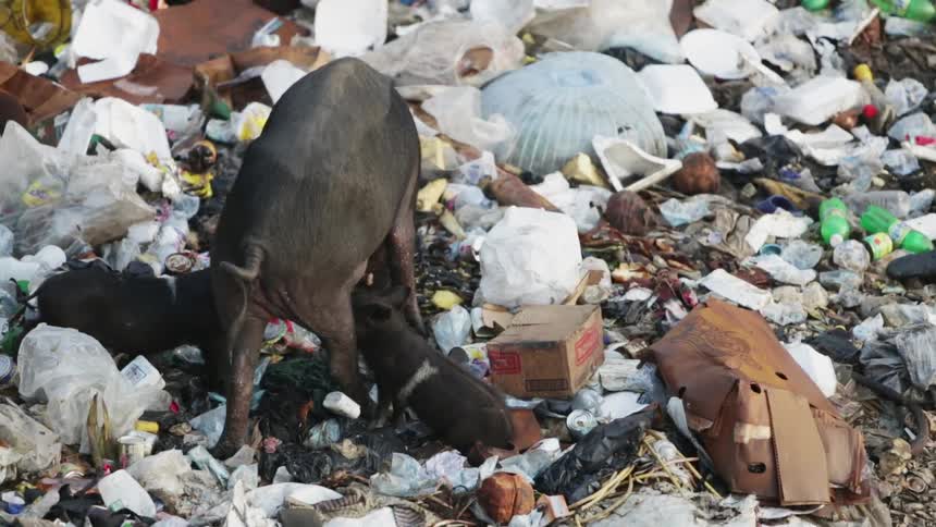 Two piglets are suckling their mother while the mother looks through garbage