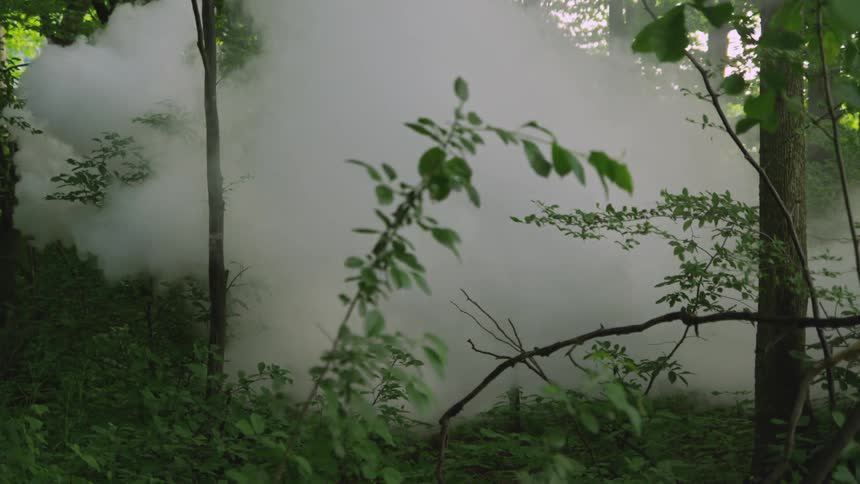 View of a forest covered in smoke