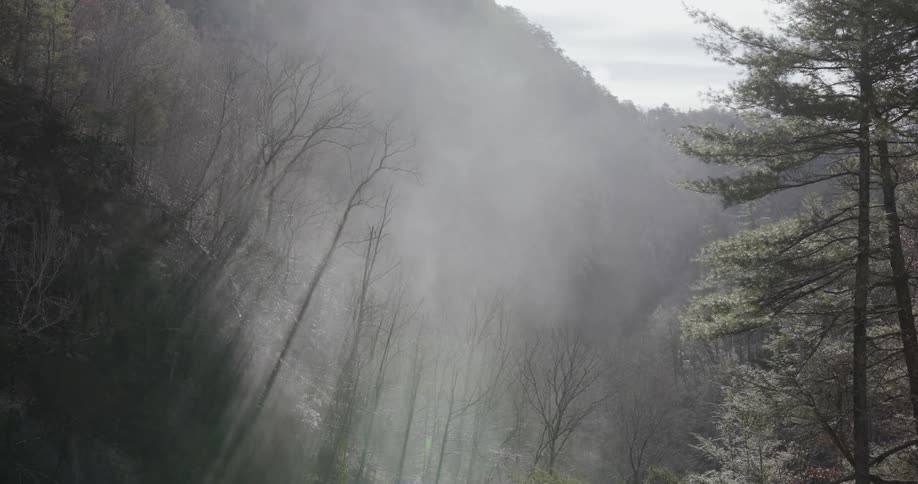 Fog is raising up through the forest floor