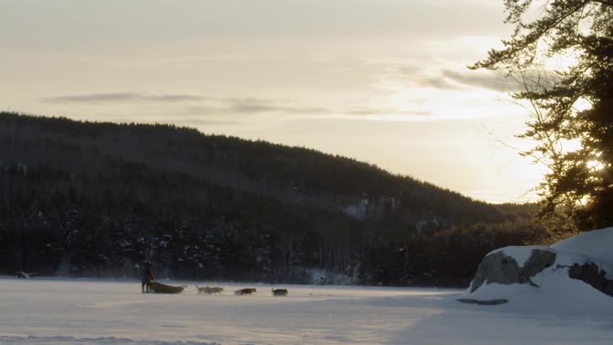 Dogs pull a sled at sunset