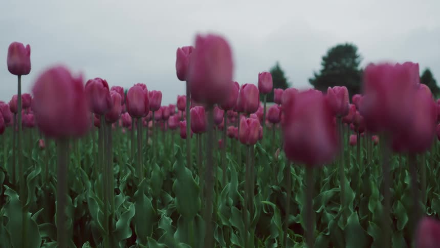 Field of pink tulips sits under a blue sky