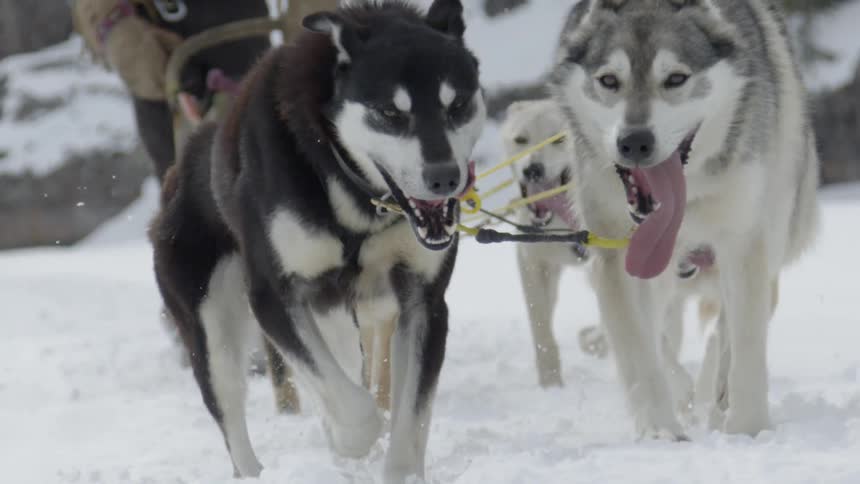 Dogs pull a sled through snow