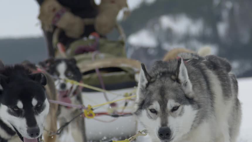 Several dogs leashed together run in the snow pulling a sled
