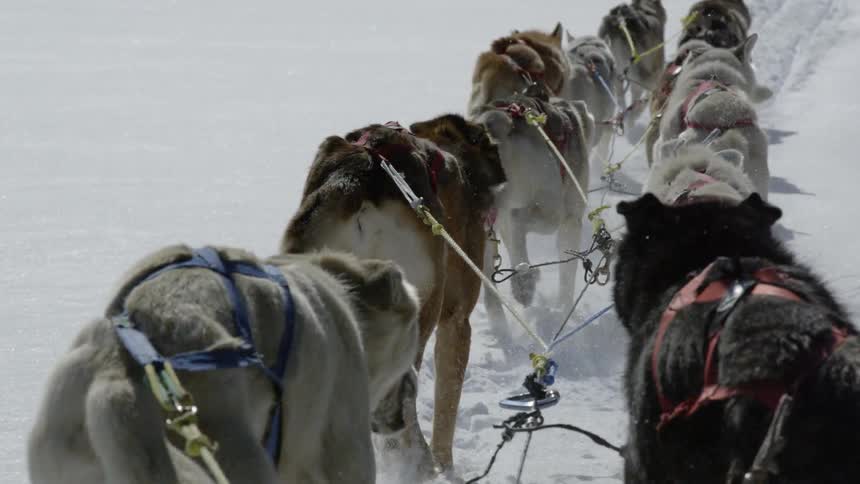 The dogs are pulling a sled in the snow