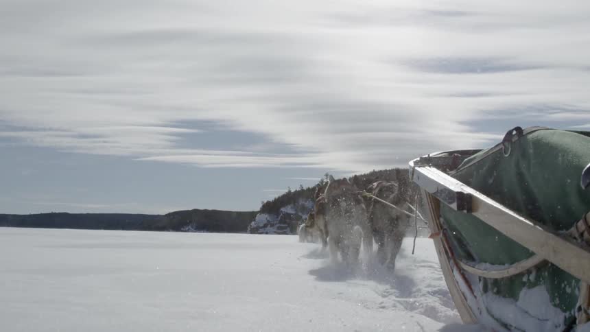 Dogs pull a sled through snow
