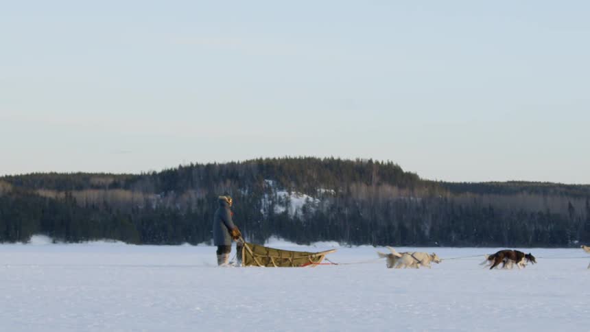 Dogs pull a person on a sled