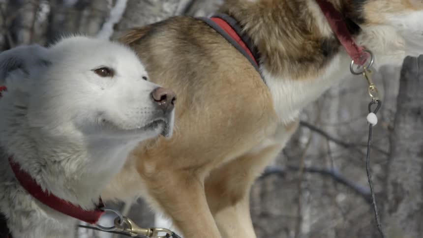 Two dogs bark outside in the woods and one lunges against its leash