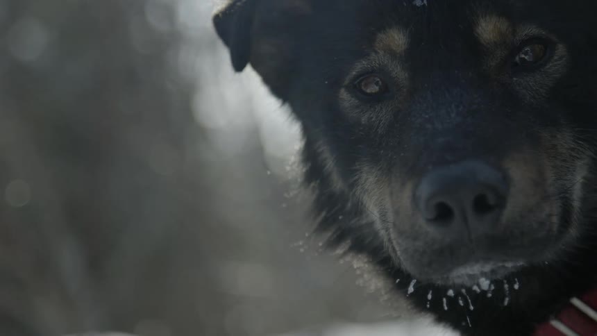 Dog stands outside in snow