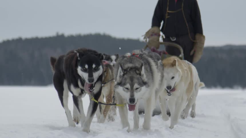 Dogs pull a sled in the snow