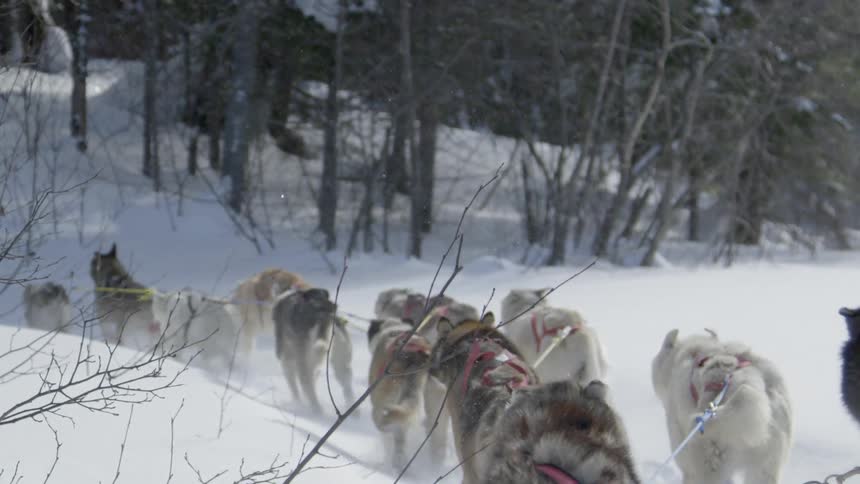 Group of dogs leashed together run through the snow