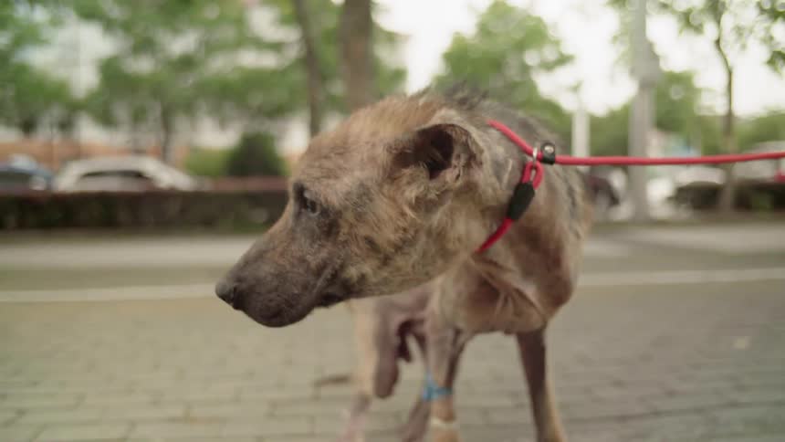 Dog on a red leash standing on a sidewalk