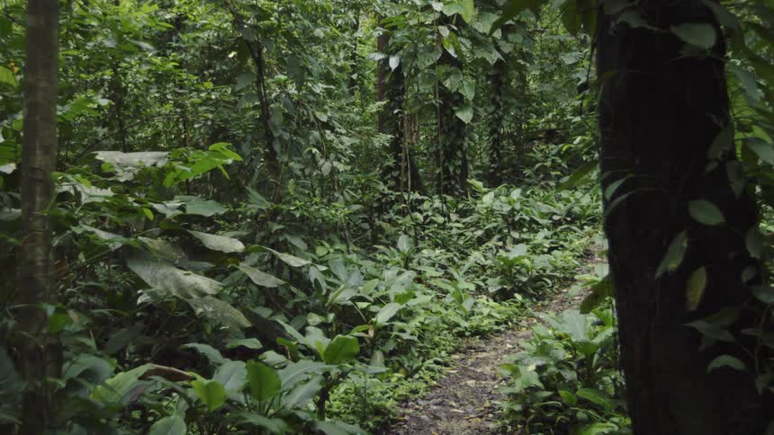 Leafy forest during the day