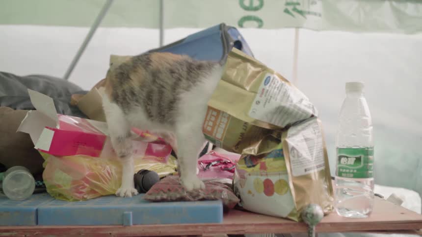 Cat sticks its head in a bag of food